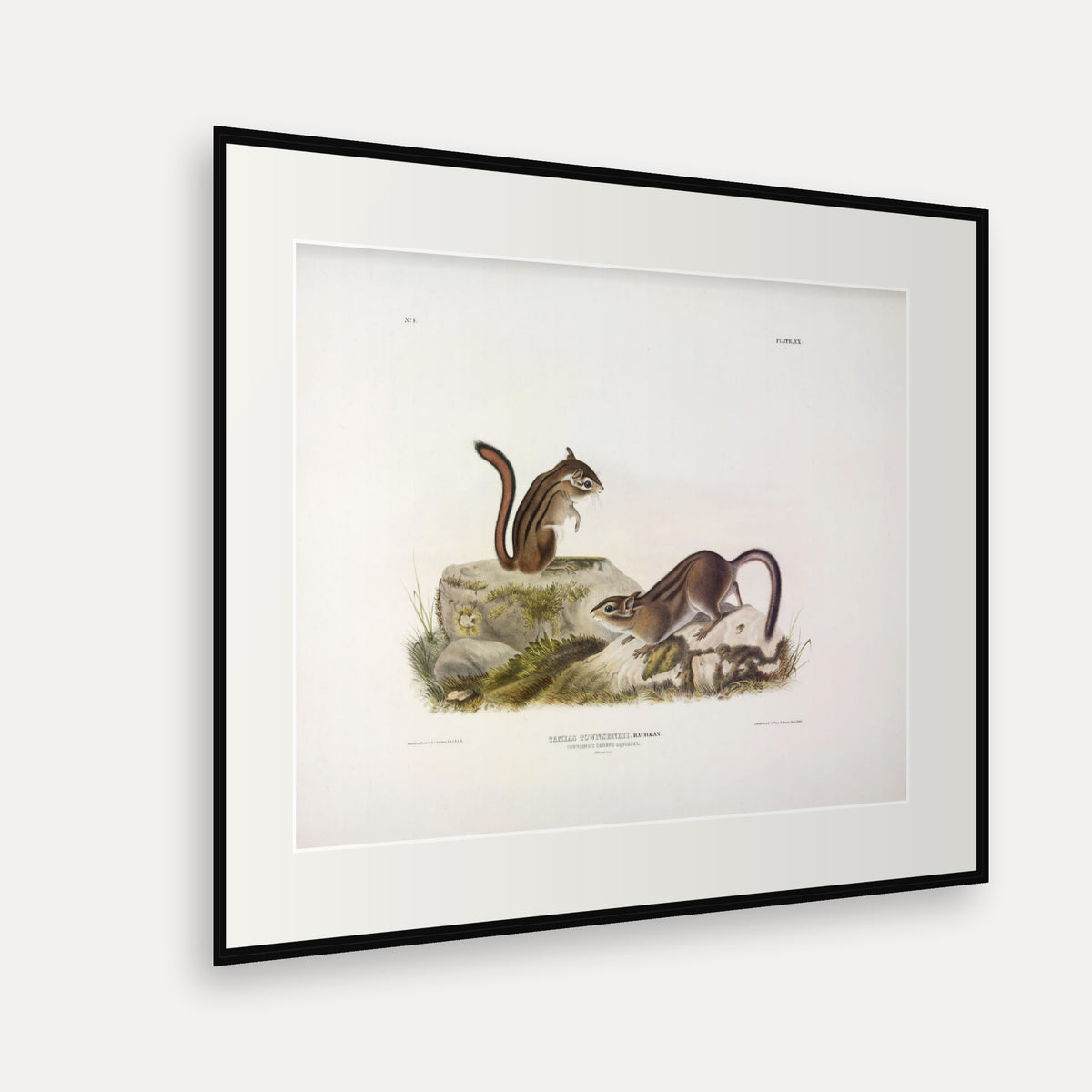 Townsend's Ground Squirrel · Plate 20 · Audubon - Quadrupeds of North America Print framed print shown at an angle