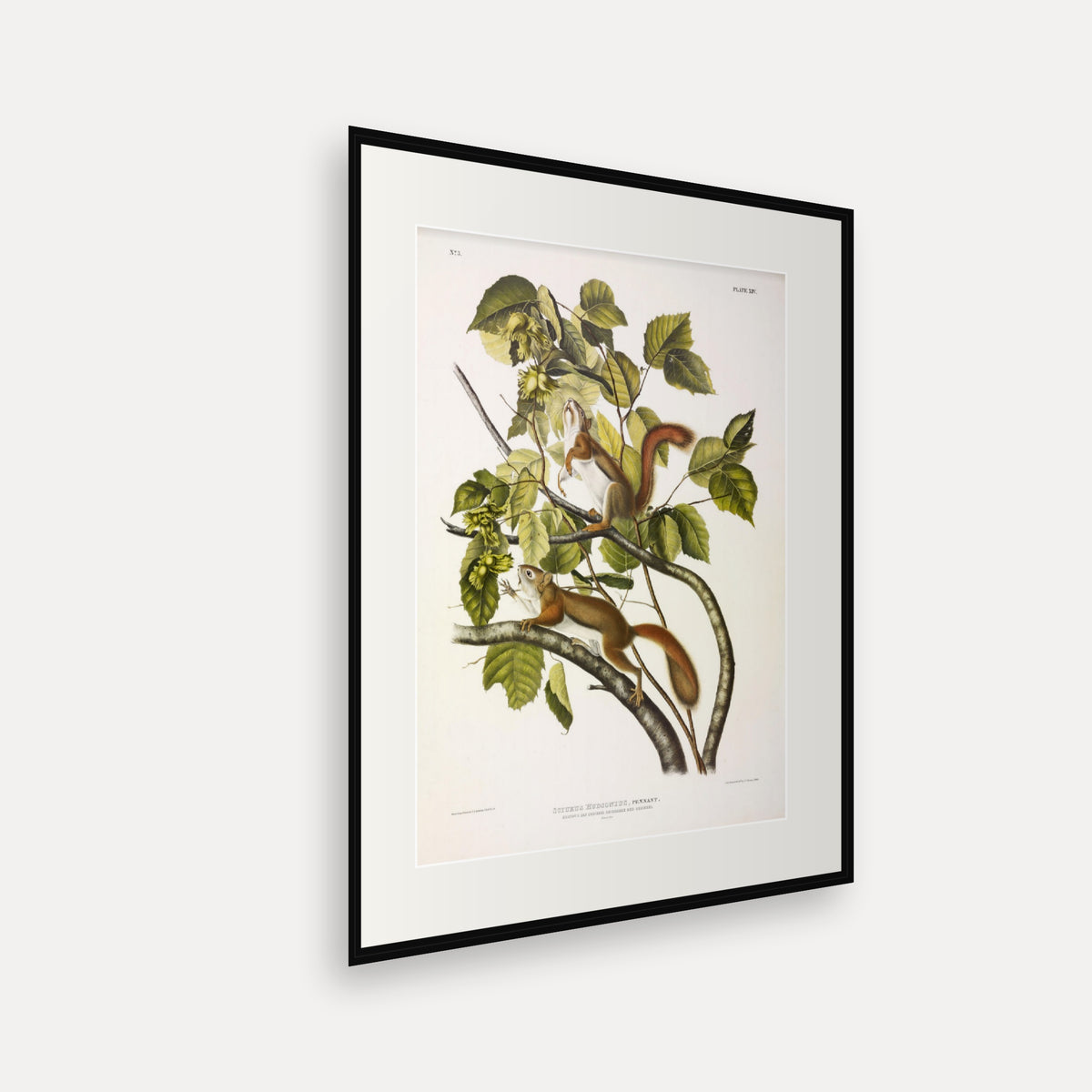 Red Squirrel · Plate 14 · Audubon - Quadrupeds of North America Print framed print shown at an angle