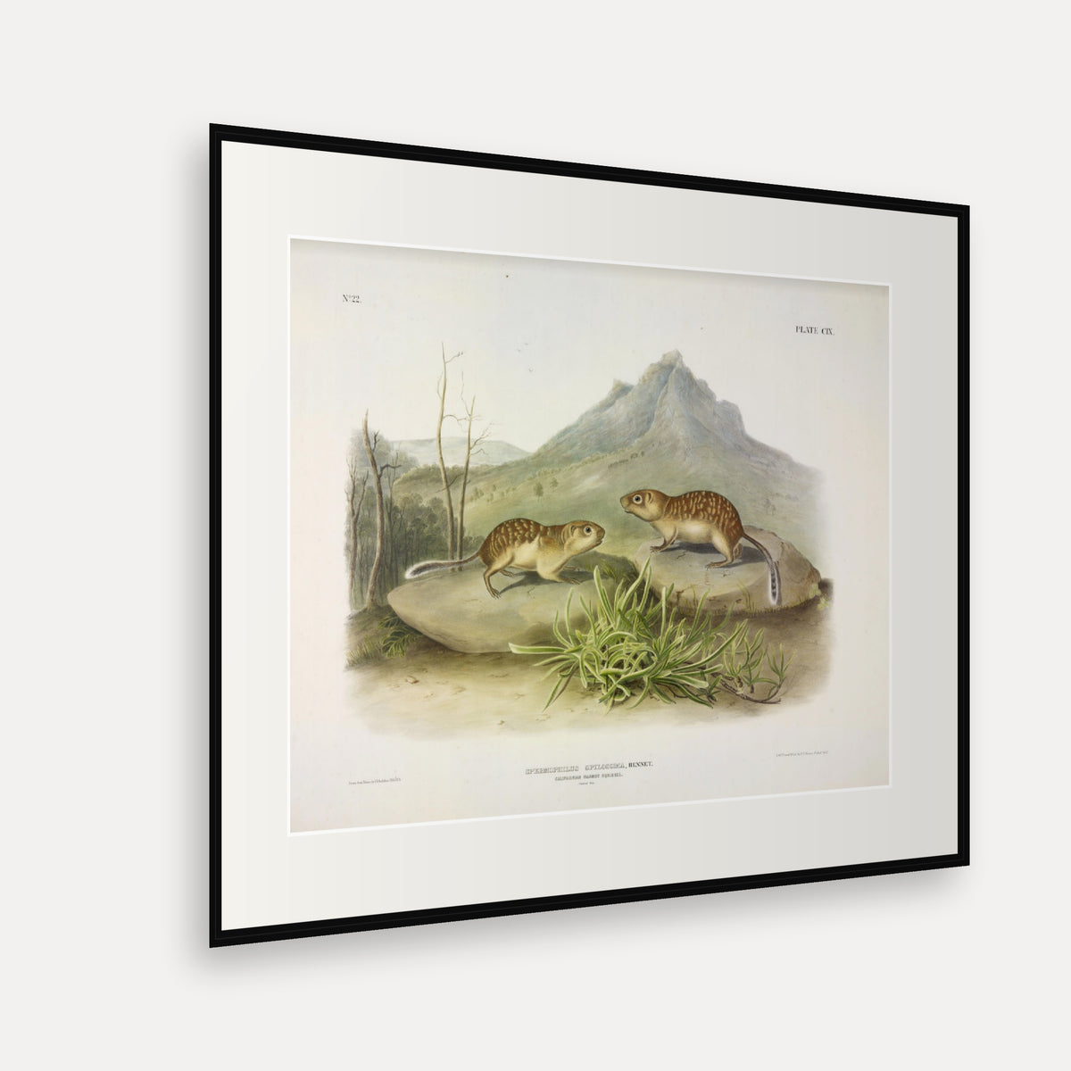 Californian Marmot-Squirrel · Plate 109 · Audubon - Quadrupeds of North America Print framed print shown at an angle