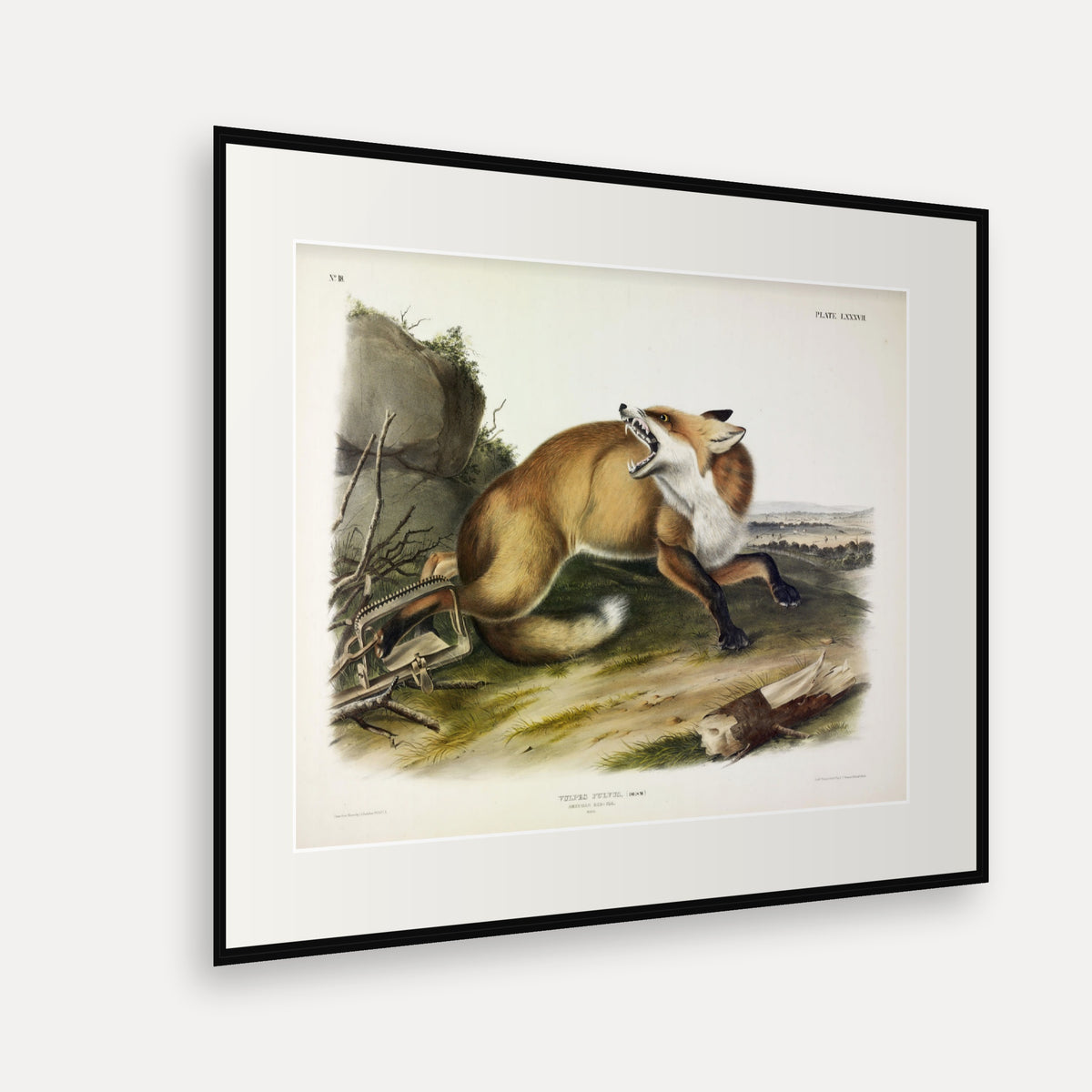 American Red Fox · Plate 87 · Audubon - Quadrupeds of North America Print framed print shown at an angle