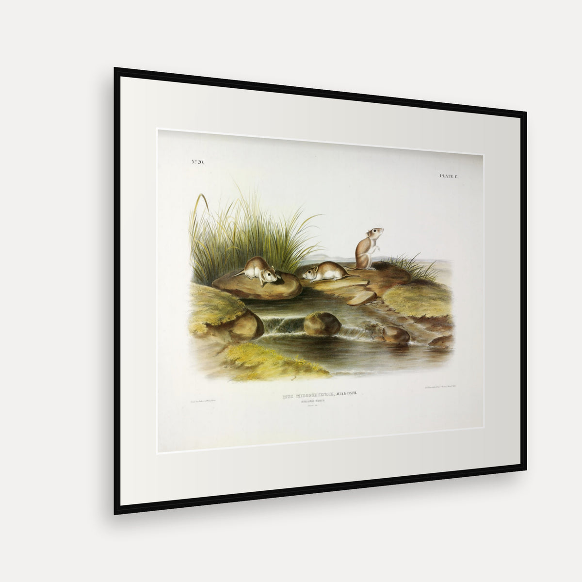 Missouri Mouse · Plate 100 · Audubon - Quadrupeds of North America Print framed print shown at an angle