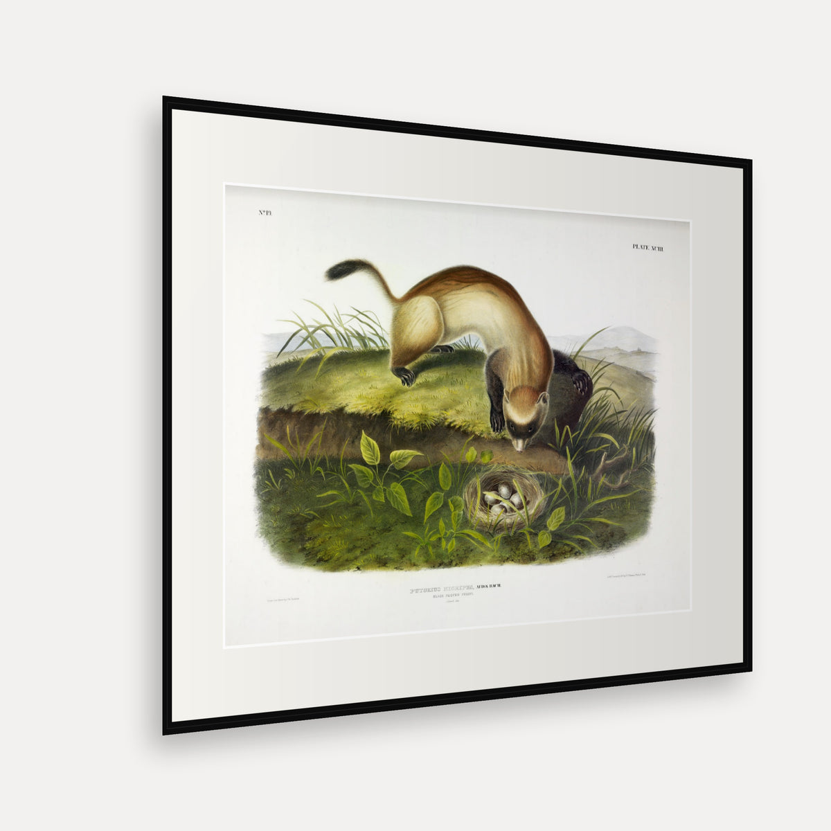 Black-footed Ferret · Plate 93 · Audubon - Quadrupeds of North America Print framed print shown at an angle