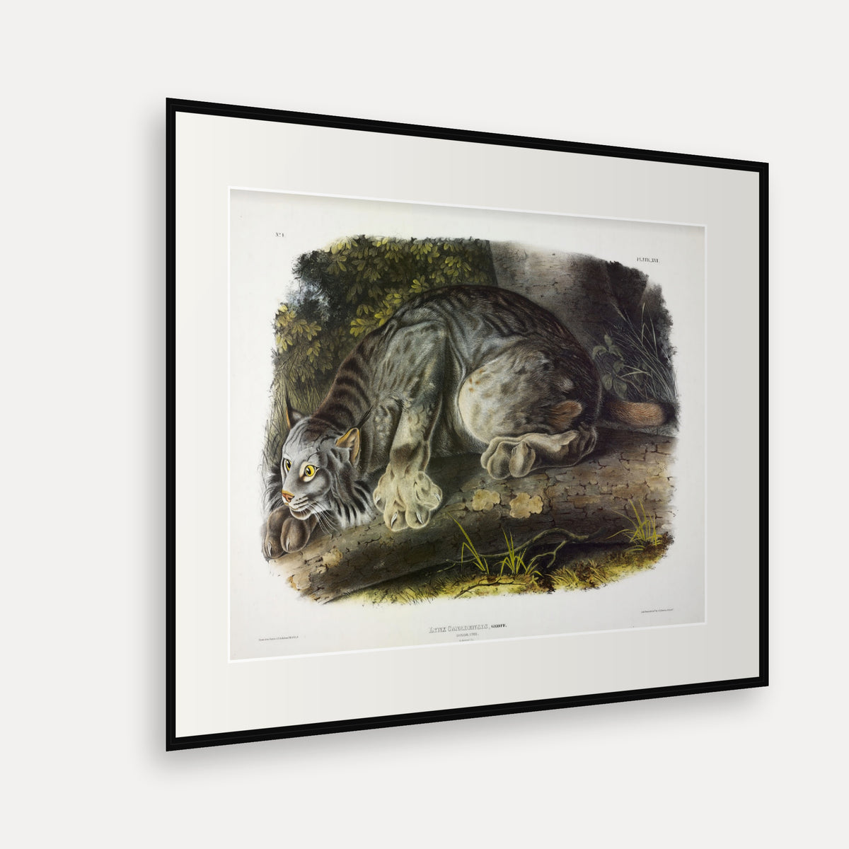 Canada Lynx · Plate 16 · Audubon - Quadrupeds of North America Print framed print shown at an angle