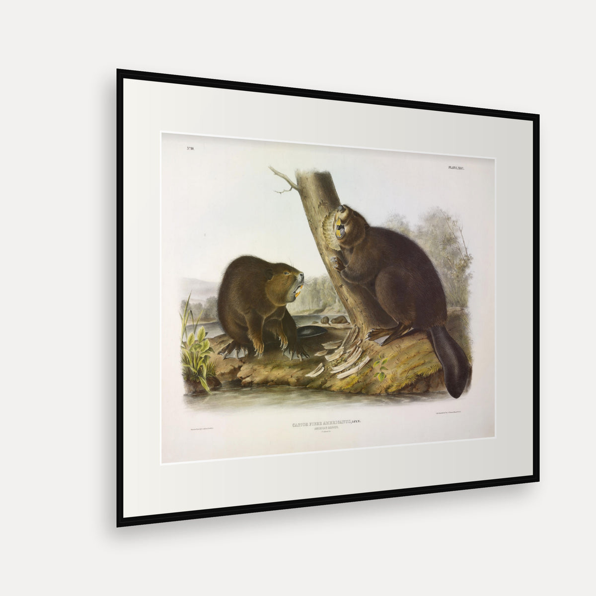 American Beaver · Plate 46 · Audubon - Quadrupeds of North America Print framed print shown at an angle