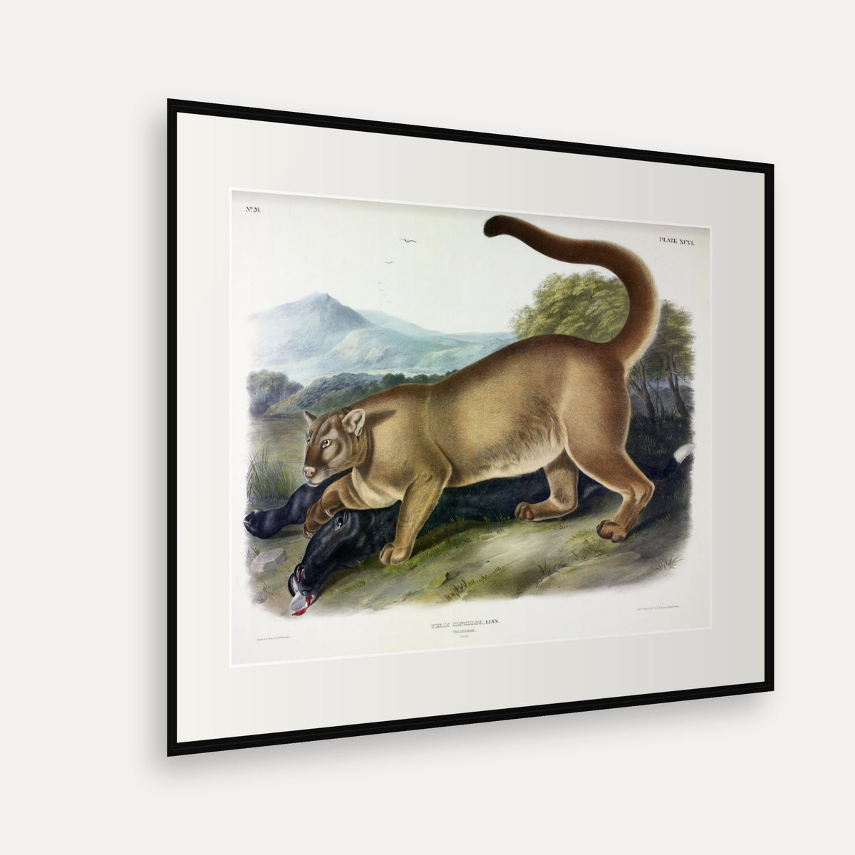 Cougar · Plate 96 · Audubon - Quadrupeds of North America Print framed print shown at an angle