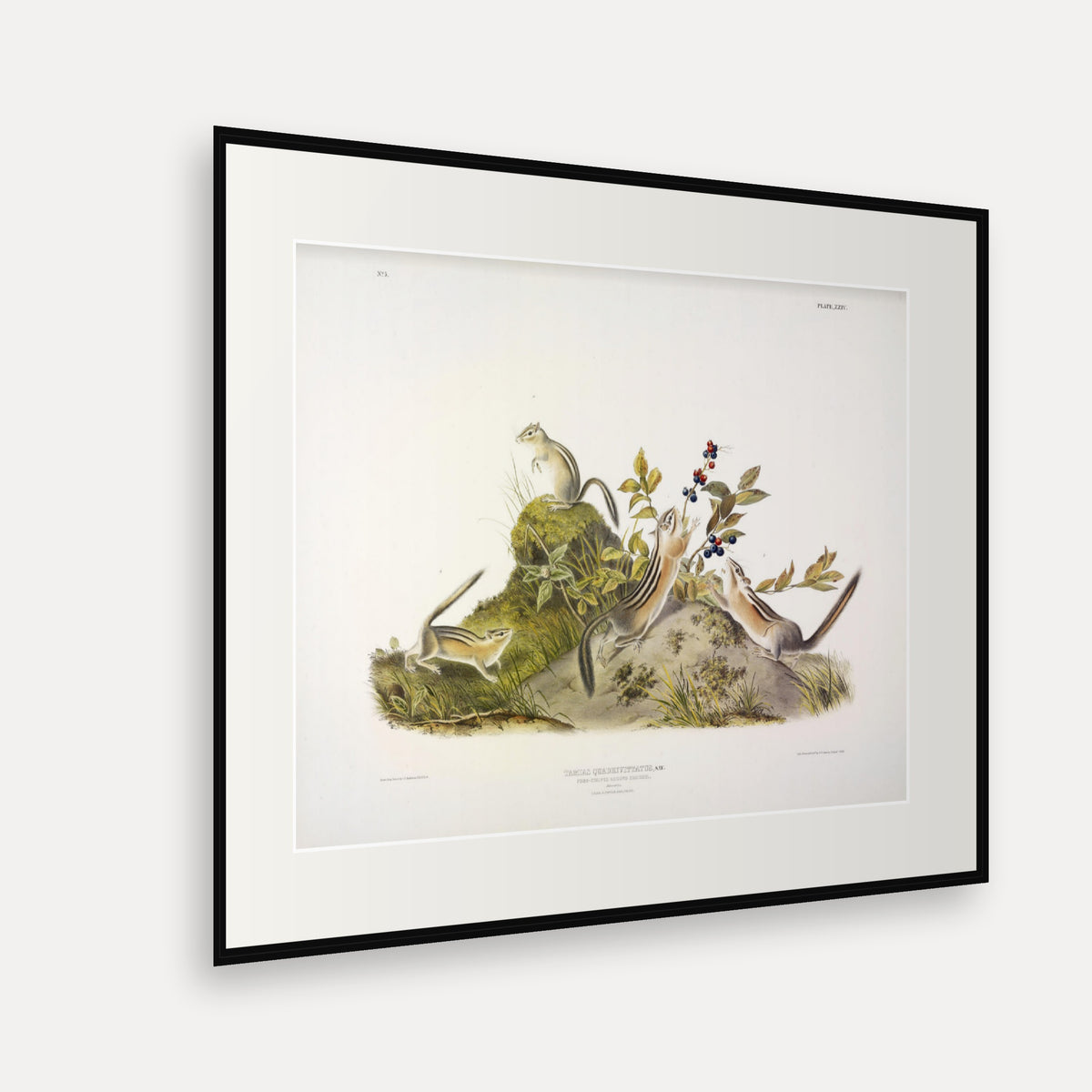 Four-striped Ground Squirrel · Plate 24 · Audubon - Quadrupeds of North America Print framed print shown at an angle