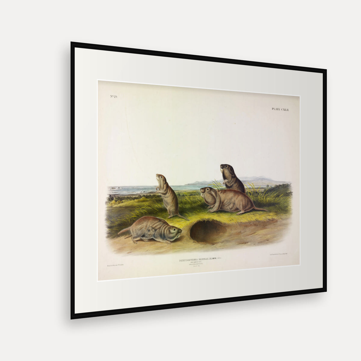 Camas Rat · Plate 142 · Audubon - Quadrupeds of North America Print framed print shown at an angle