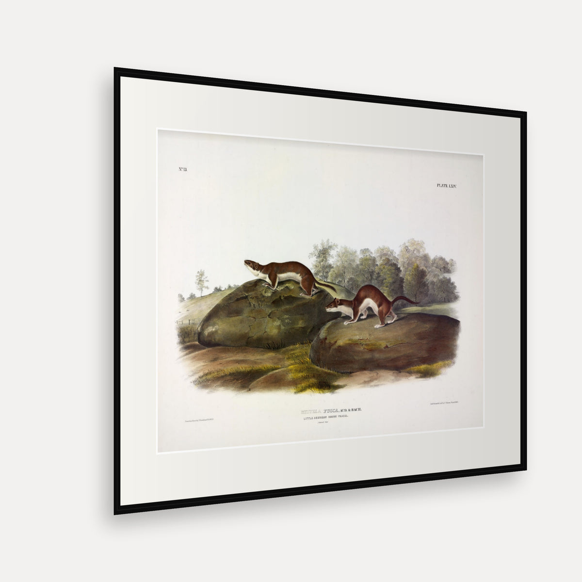 Little Brown Weasel · Plate 64 · Audubon - Quadrupeds of North America Print framed print shown at an angle