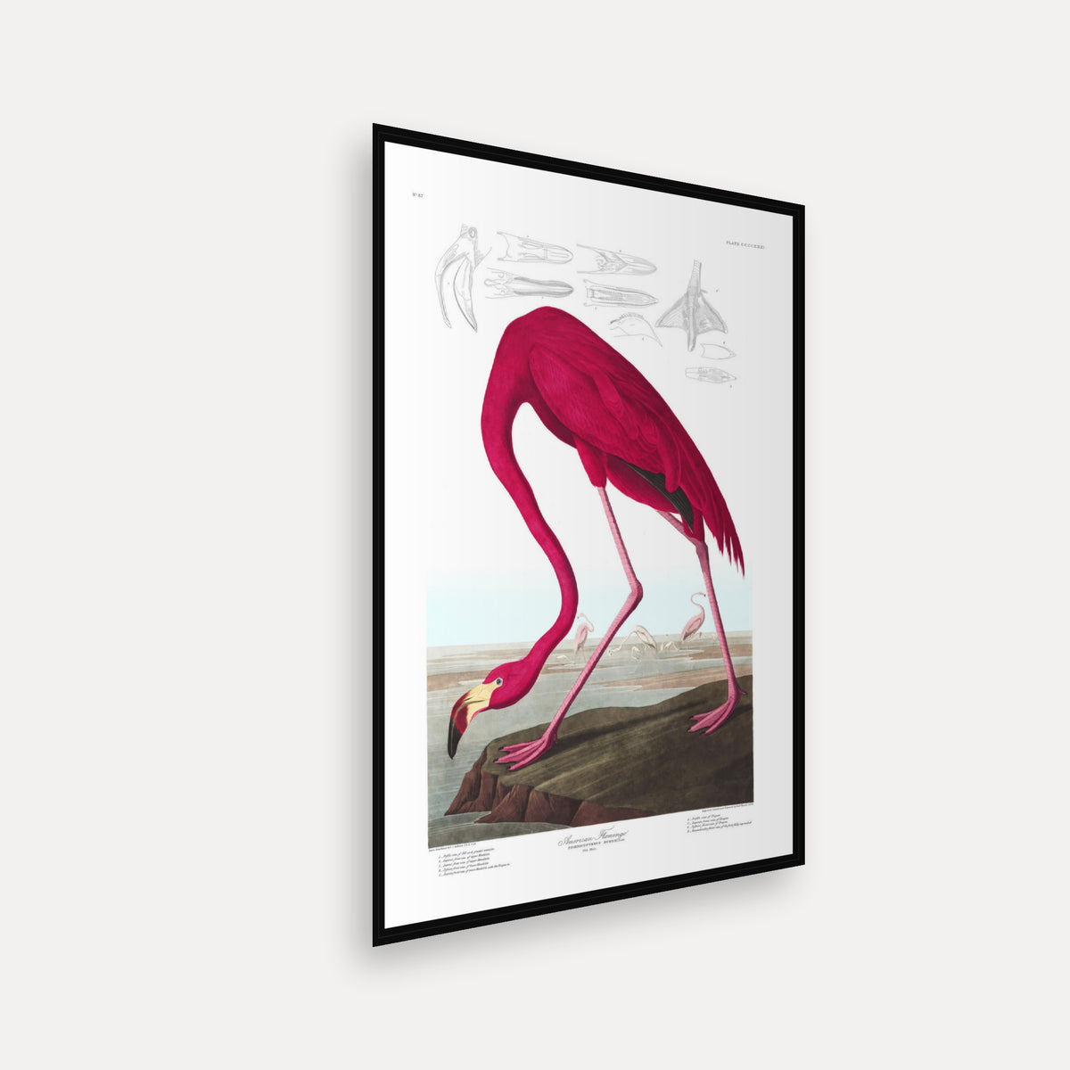 American Flamingo · Plate 431 · Audubon - Birds of America Print