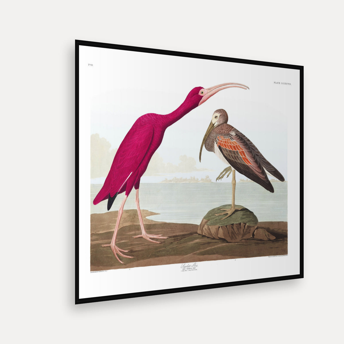 Scarlet Ibis · Plate 397 · Audubon - Birds of America Print
