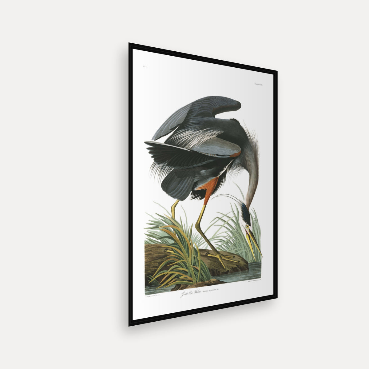 Great blue Heron · Plate 211 · Audubon - Birds of America Print