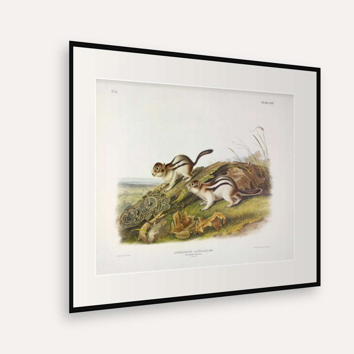 Say's Marmot Squirrel · Plate 114 · Audubon - Quadrupeds of North America Print framed print shown at an angle