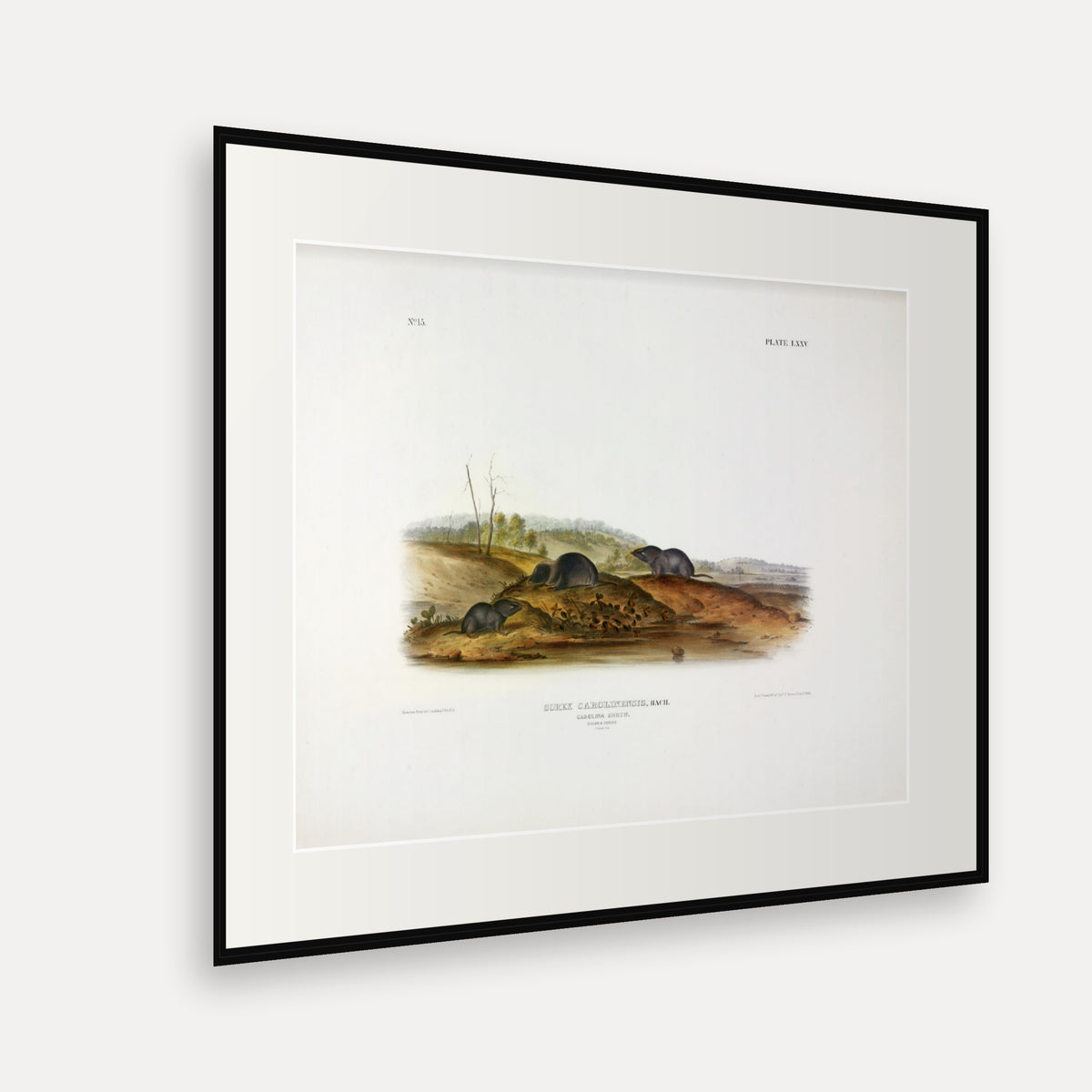 Carolina Shrew · Plate 75 · Audubon - Quadrupeds of North America Print framed print shown at an angle