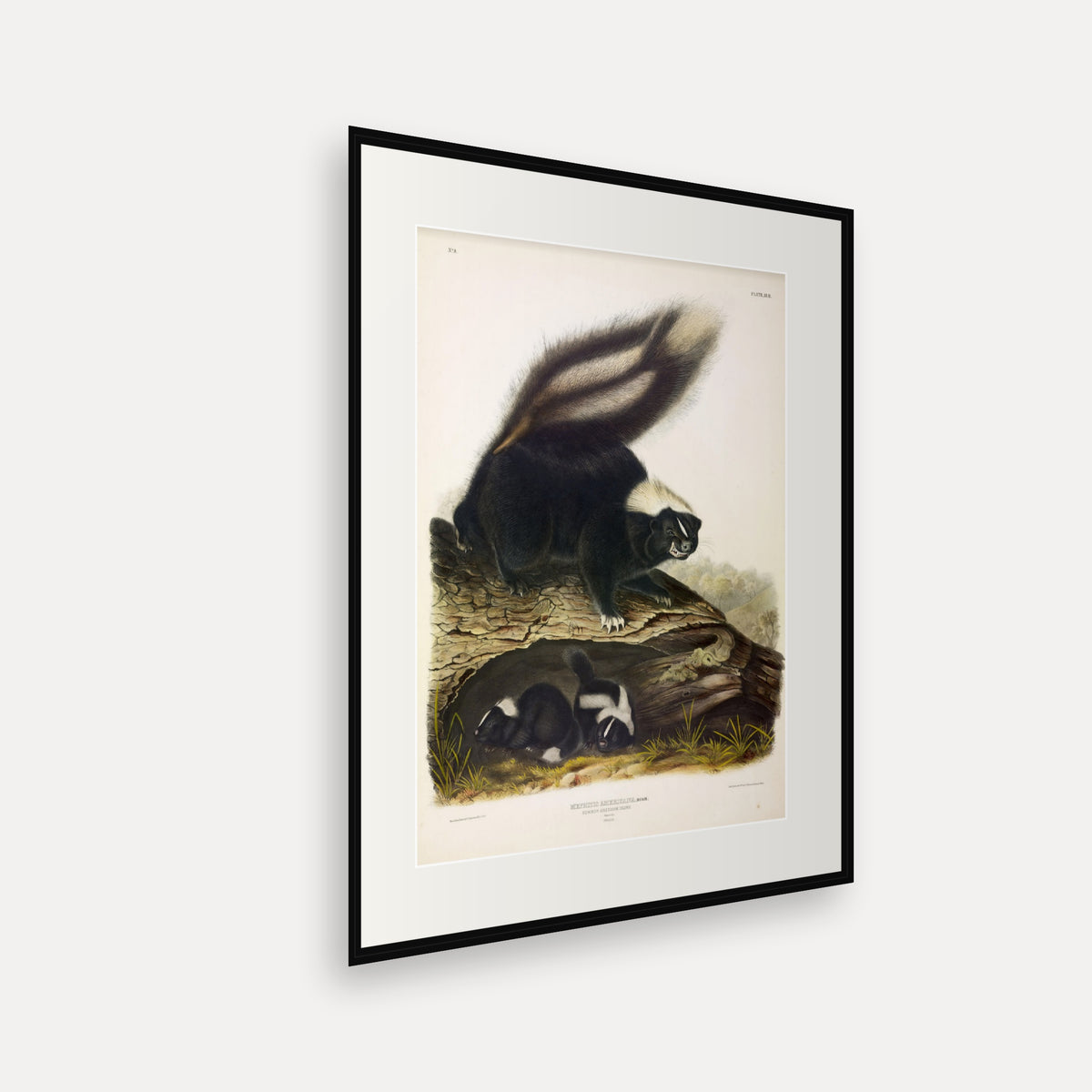 Common American Skunk · Plate 42 · Audubon - Quadrupeds of North America Print framed print shown at an angle