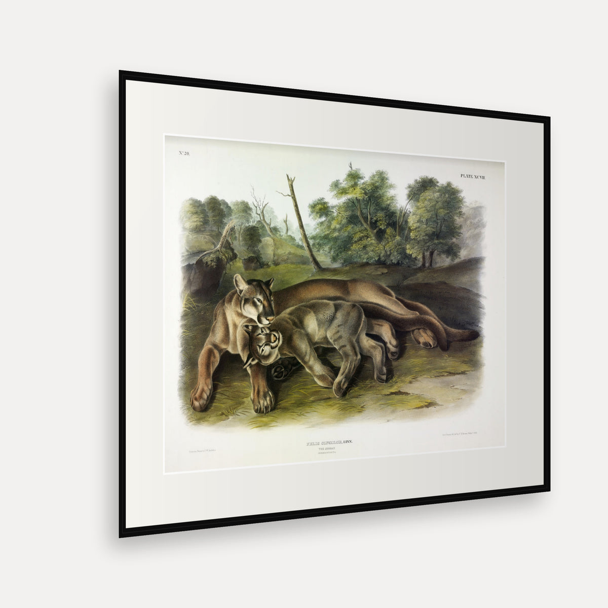 Cougar, Female and Young · Plate 97 · Audubon - Quadrupeds of North America Print framed print shown at an angle