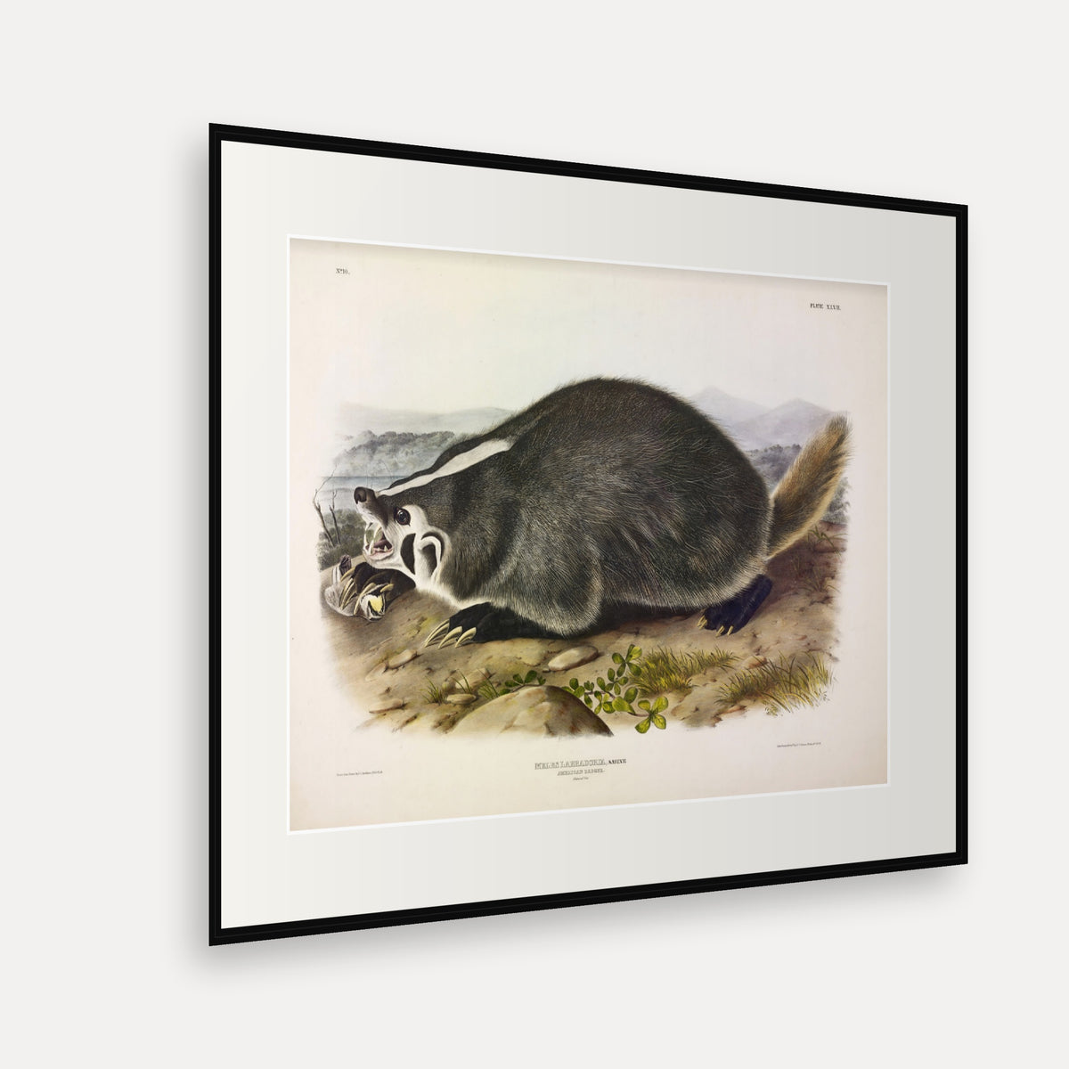 American Badger · Plate 47 · Audubon - Quadrupeds of North America Print framed print shown at an angle