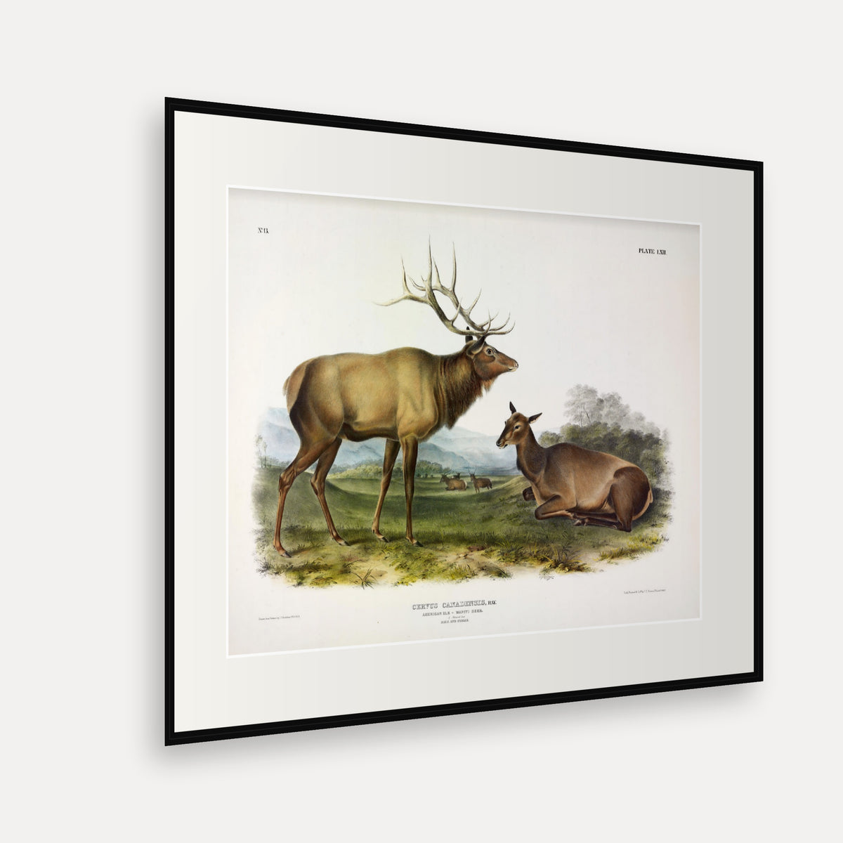 American Elk · Plate 62 · Audubon - Quadrupeds of North America Print framed print shown at an angle