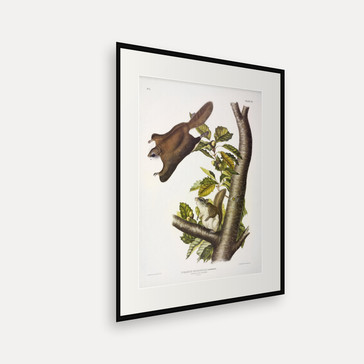 Oregon Flying Squirrel · Plate 15 · Audubon - Quadrupeds of North America Print framed print shown at an angle