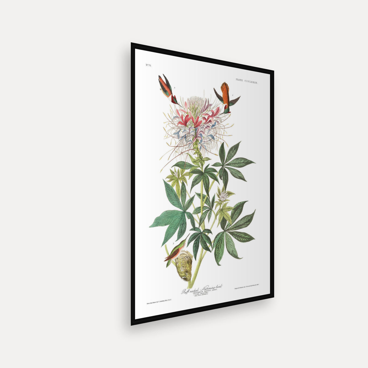 Ruff-necked Humming-bird · Plate 379 · Audubon - Birds of America Print