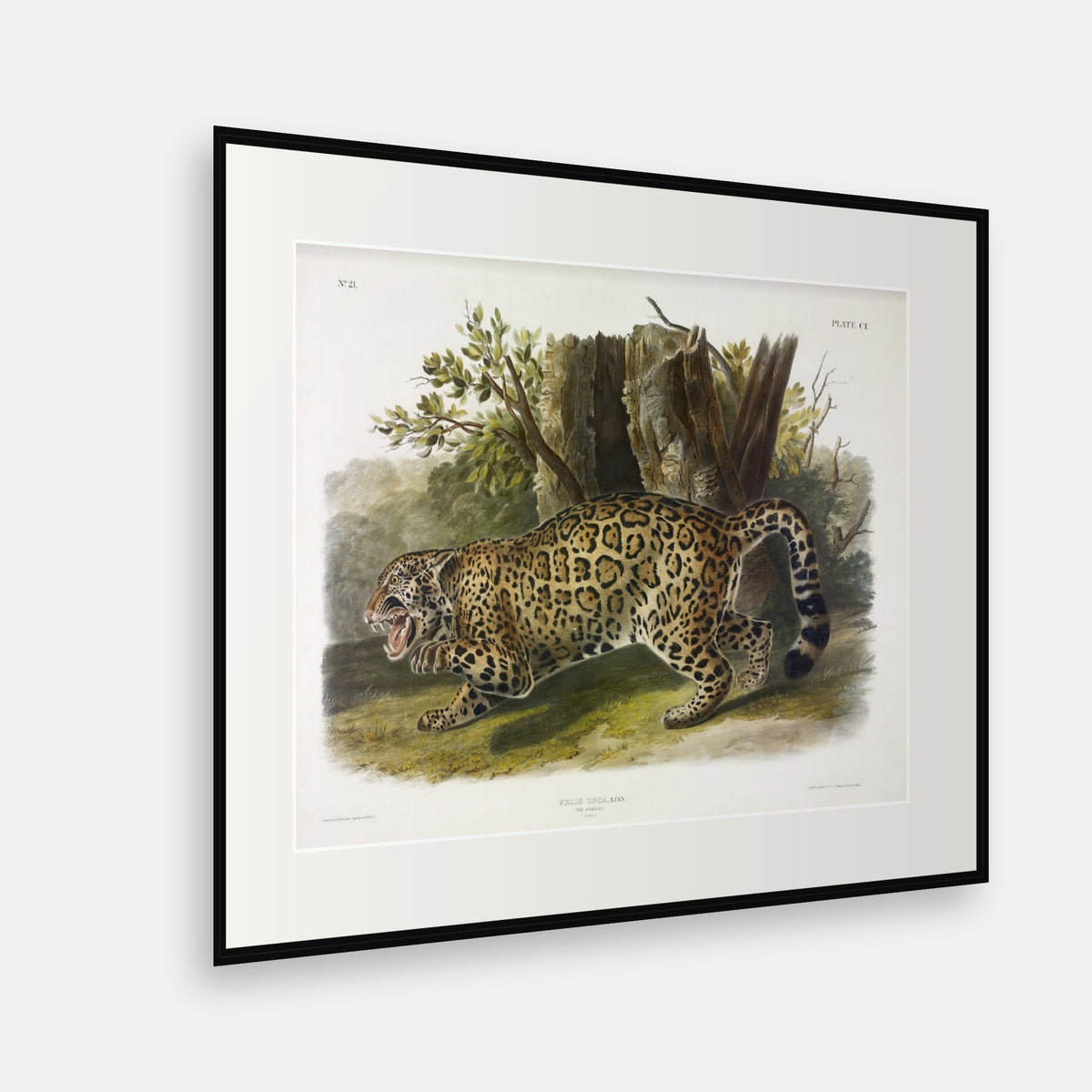 Jaguar · Plate 101 · Audubon - Quadrupeds of North America Print framed print shown at an angle