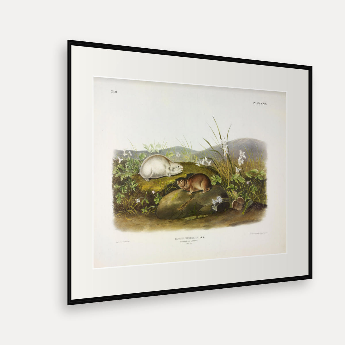 Hudson's Bay Lemming · Plate 119 · Audubon - Quadrupeds of North America Print framed print shown at an angle