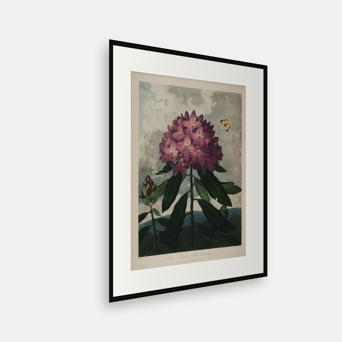The Pontic Rhododendron · Thornton's Temple of Flora · Vintage Botanical Print