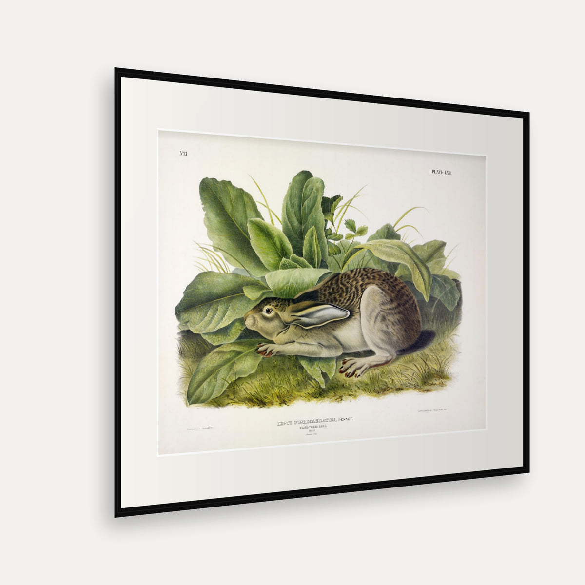 Black-tailed Hare · Plate 63 · Audubon - Quadrupeds of North America Print framed print shown at an angle