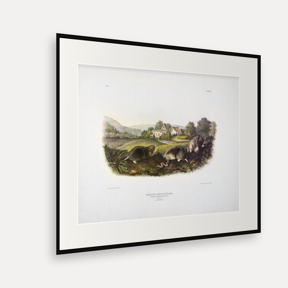 Common American Shrew Mole · Plate 10 · Audubon - Quadrupeds of North America Print framed print shown at an angle