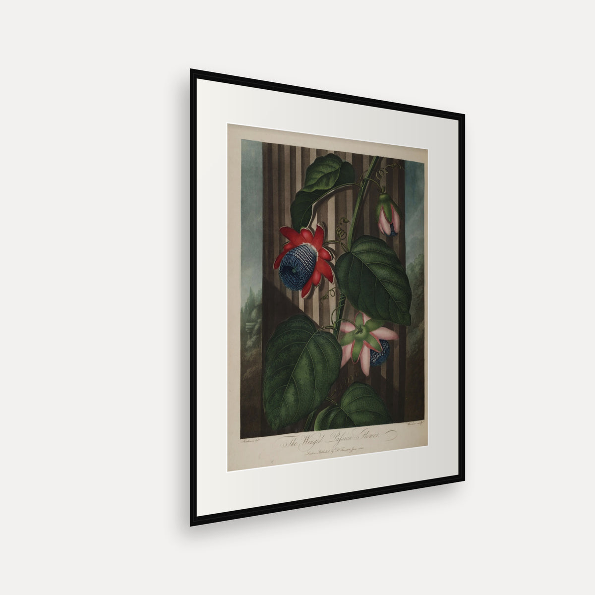 The Winged Passion Flower · Thornton's Temple of Flora · Vintage Botanical Print