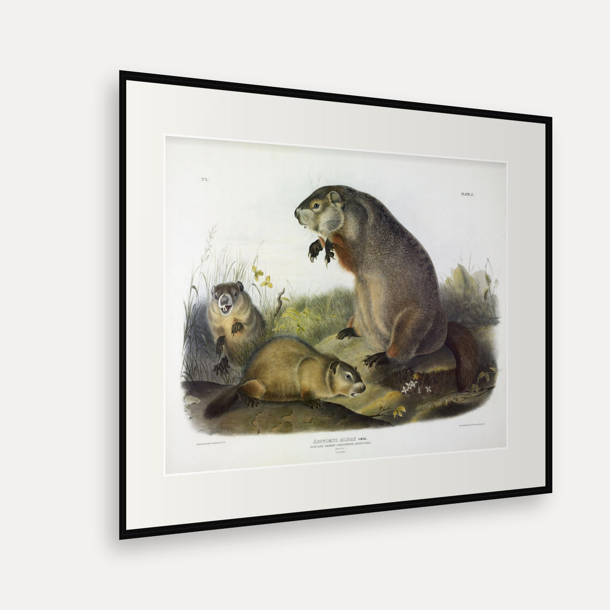 Woodchuck · Plate 2 · Audubon - Quadrupeds of North America Print framed print shown at an angle
