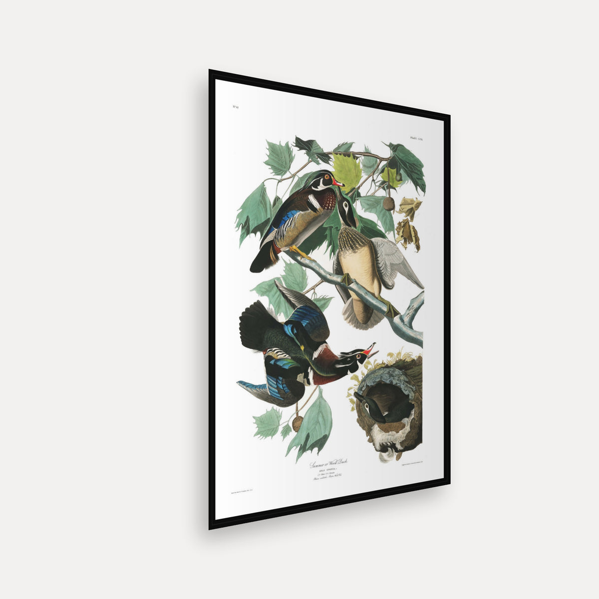 Summer, or Wood Duck · Plate 206 · Audubon - Birds of America Print