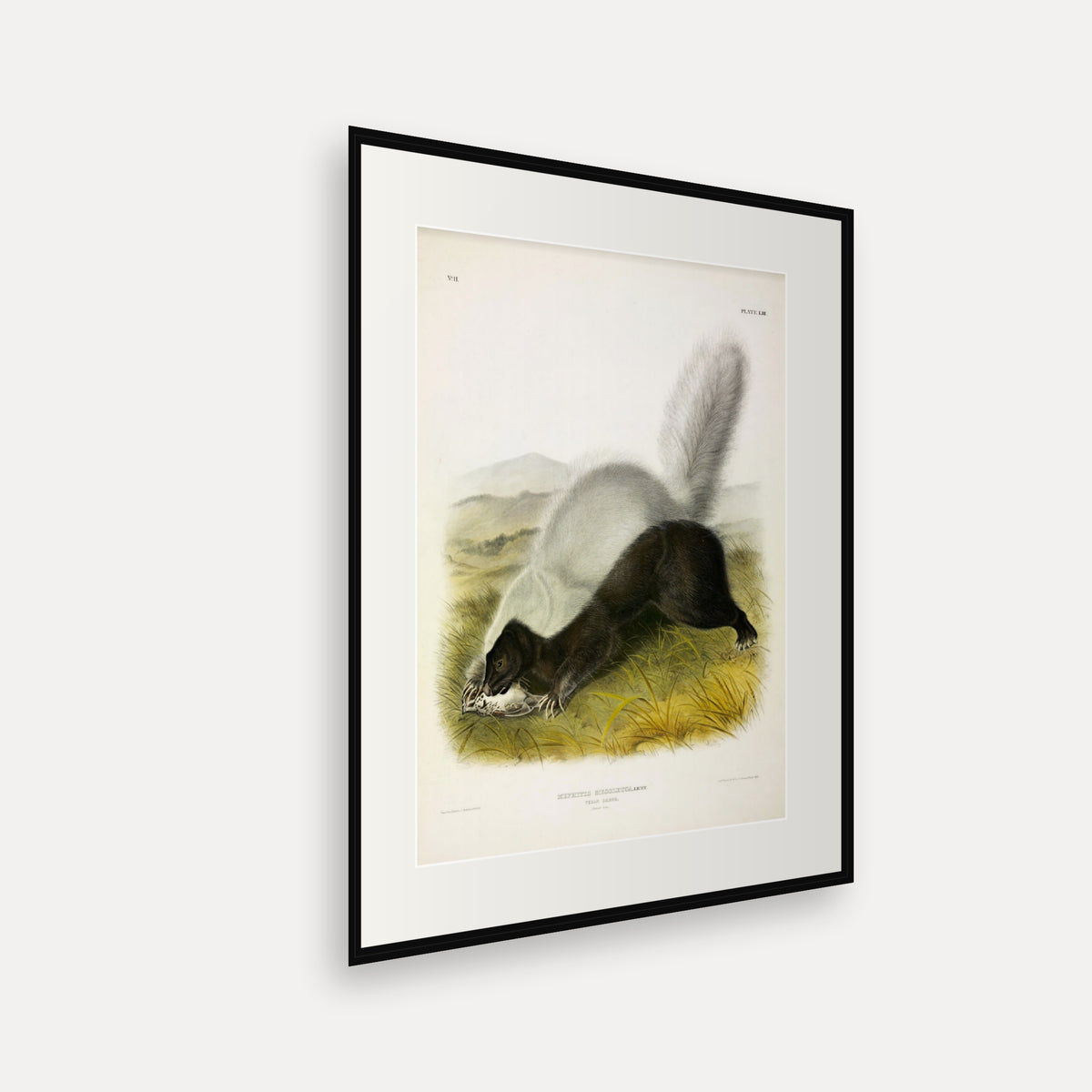 Texan Skunk · Plate 53 · Audubon - Quadrupeds of North America Print framed print shown at an angle