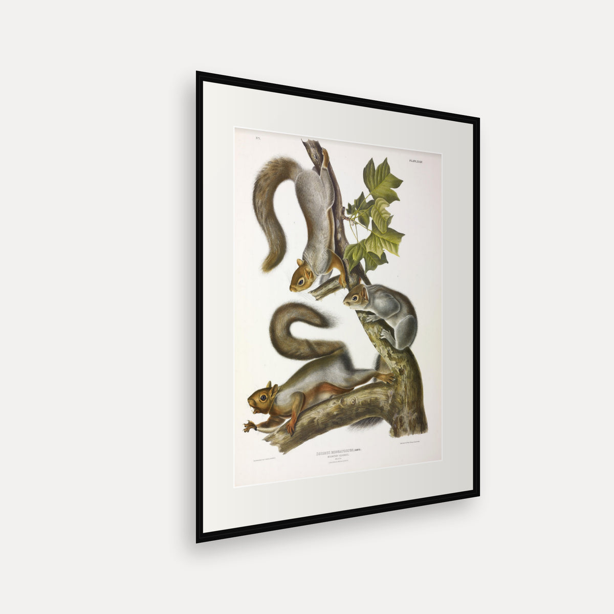 Migratory Squirrel · Plate 35 · Audubon - Quadrupeds of North America Print framed print shown at an angle