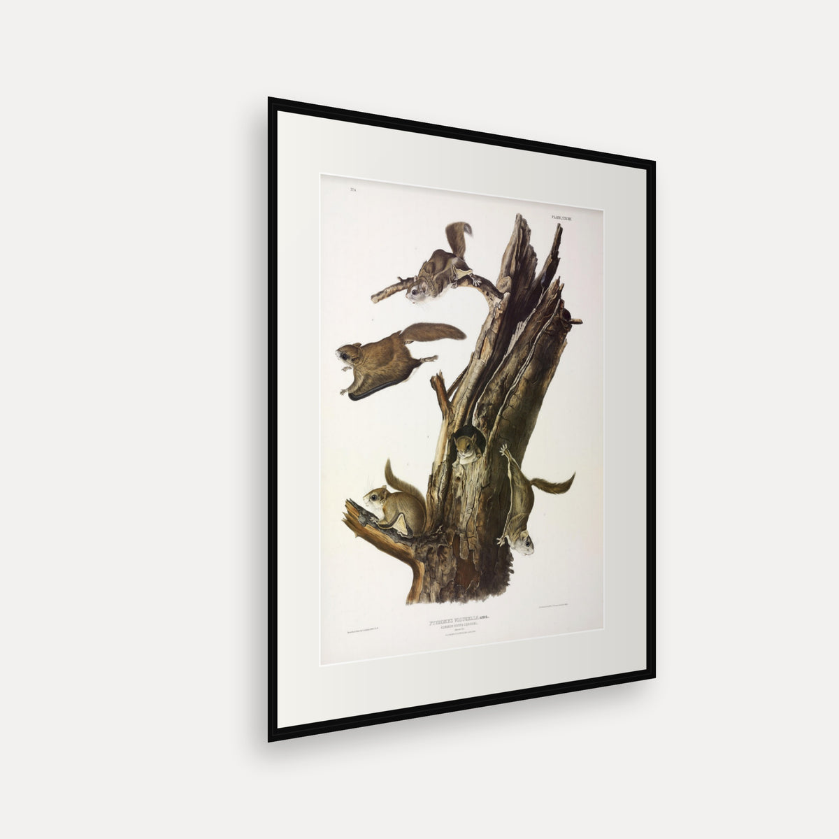 Common Flying Squirrel · Plate 28 · Audubon - Quadrupeds of North America Print framed print shown at an angle