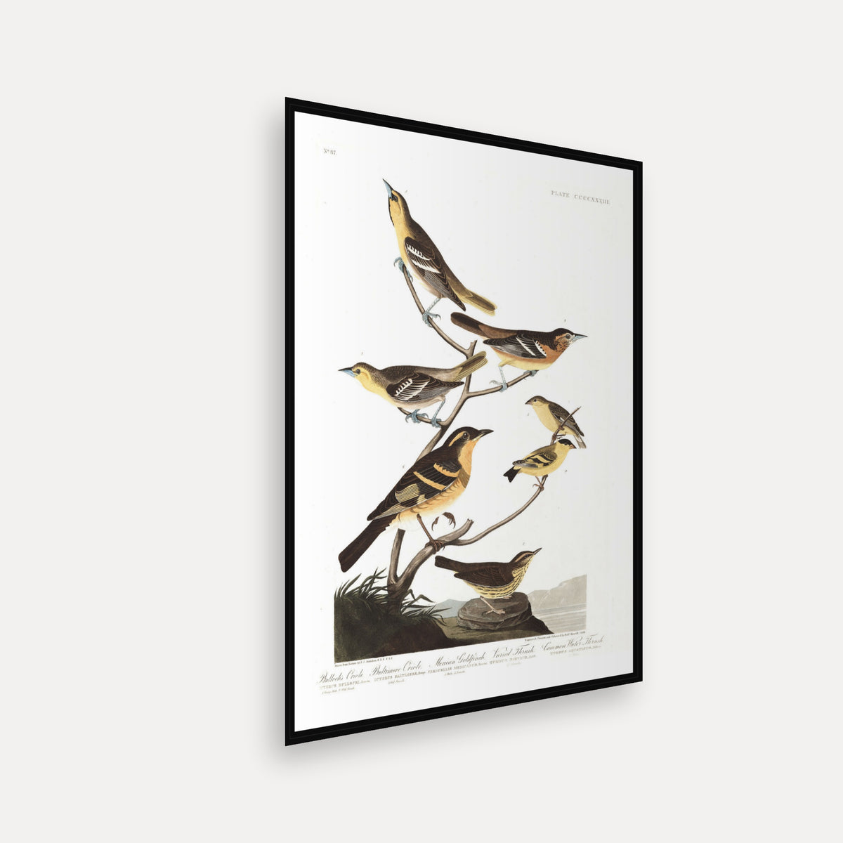 Bullock's Oriole, Baltimore Oriole, Mexican Goldfinch, Varied Thrush, Common Water Thrush · Plate 433 · Audubon - Birds of America Print