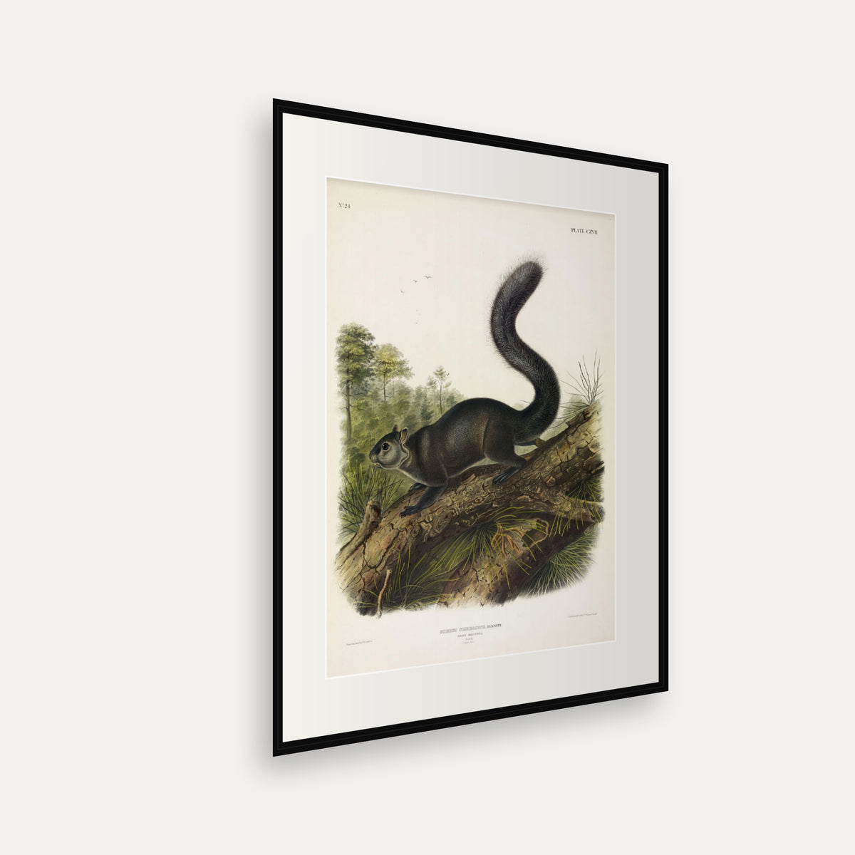 Dusky Squirrel · Plate 117 · Audubon - Quadrupeds of North America Print framed print shown at an angle