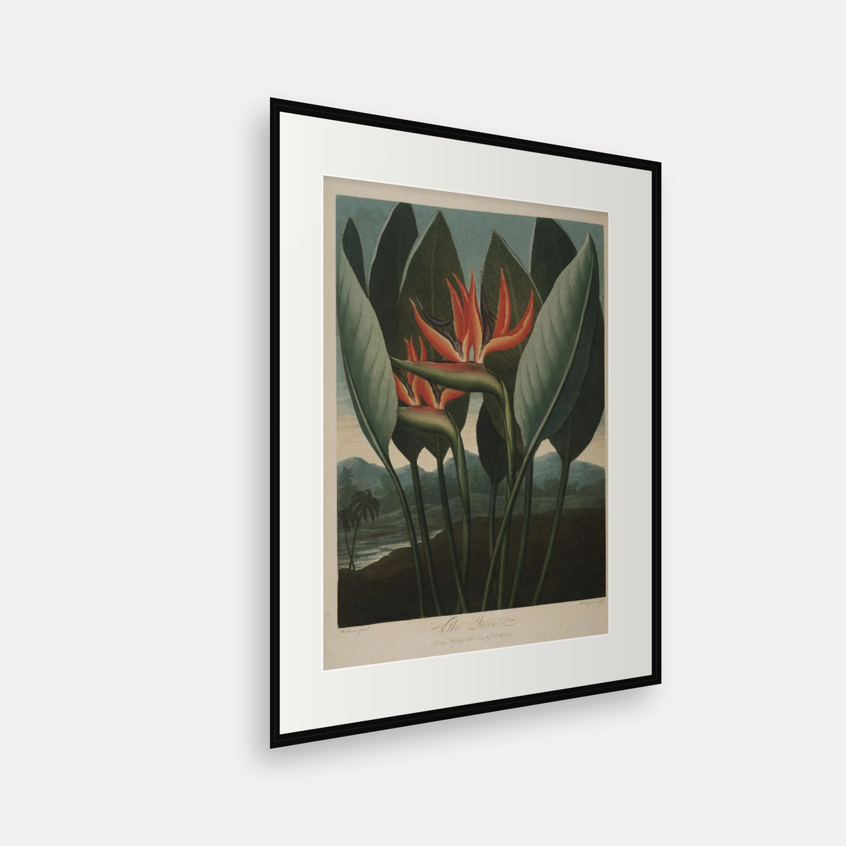 The Queen · Thornton's Temple of Flora · Vintage Botanical Print