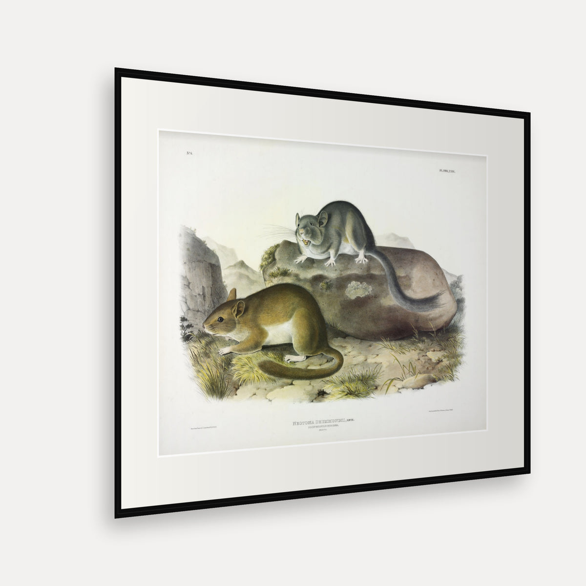 Rocky Mountain Neotoma · Plate 29 · Audubon - Quadrupeds of North America Print framed print shown at an angle