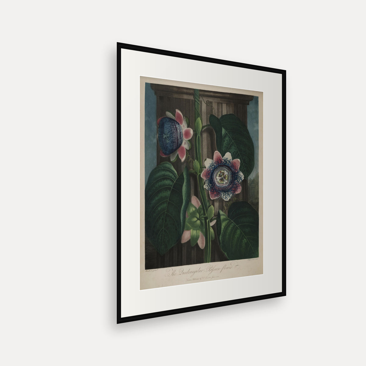 The Quadrangular Passion Flower · Thornton's Temple of Flora · Vintage Botanical Print