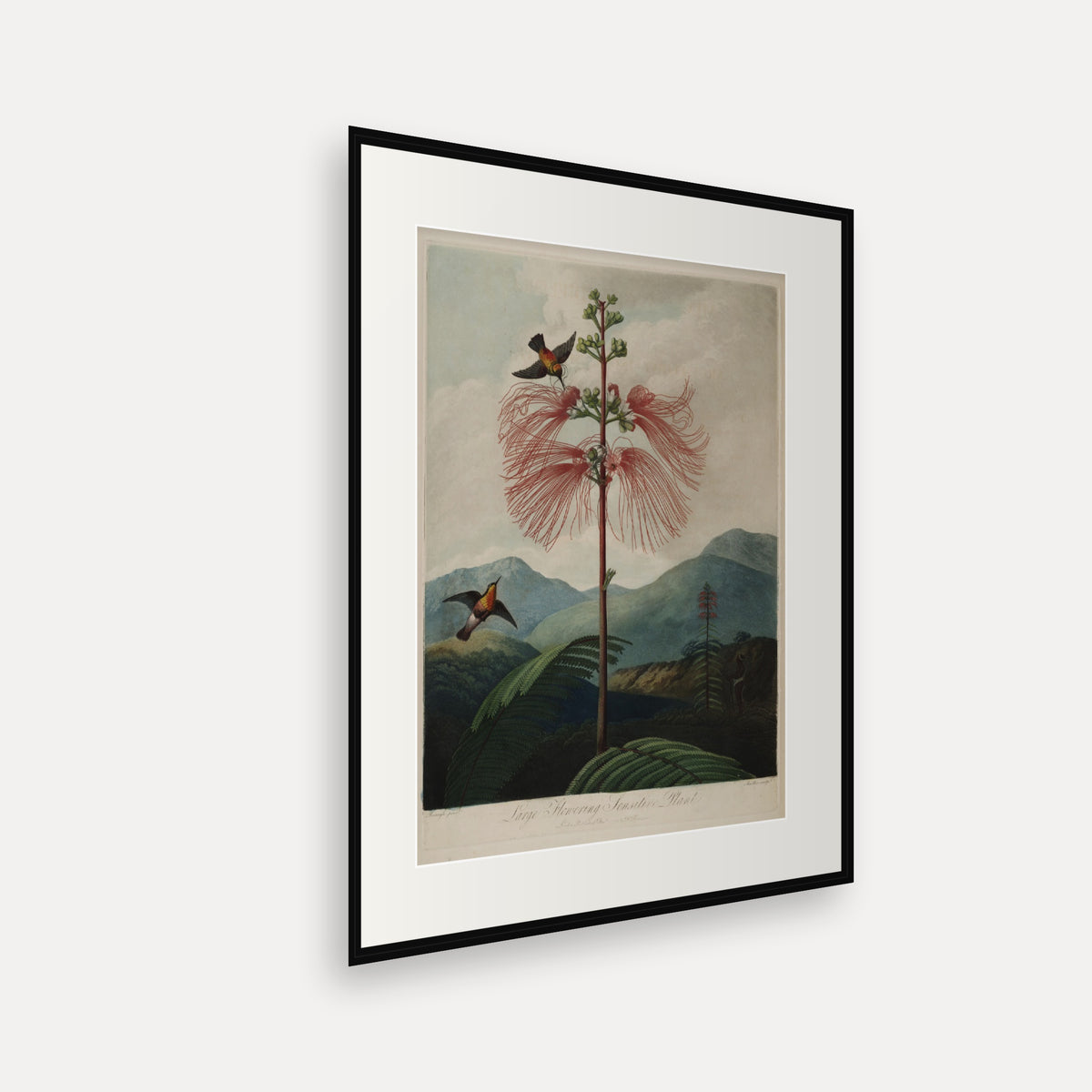 Large Flowering Sensitive Plant · Thornton's Temple of Flora · Vintage Botanical Print