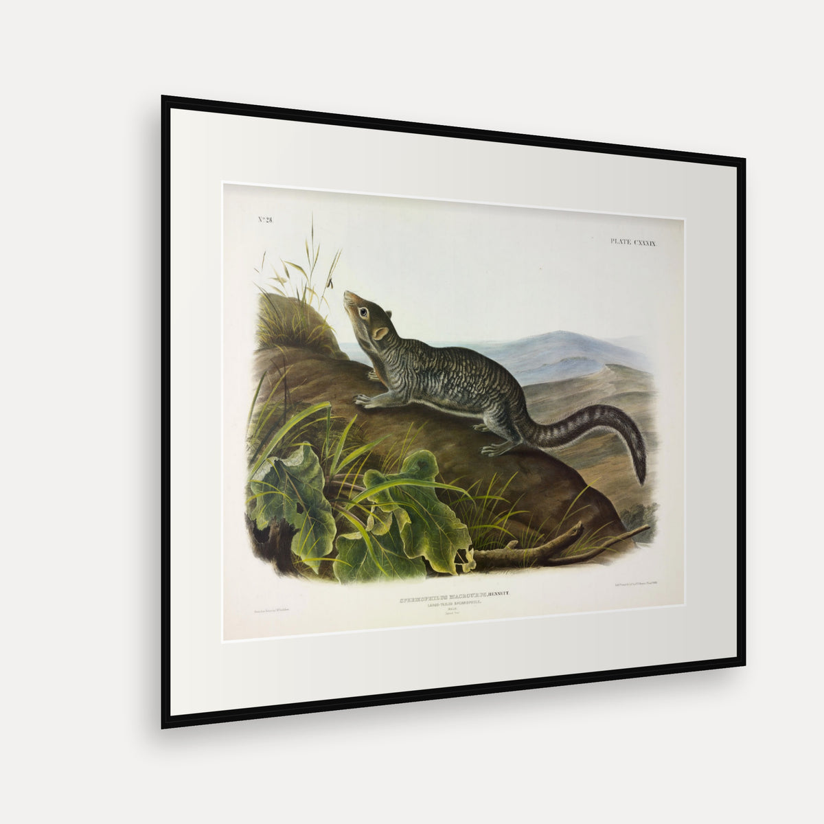 Large-tailed Spermophile · Plate 139 · Audubon - Quadrupeds of North America Print framed print shown at an angle