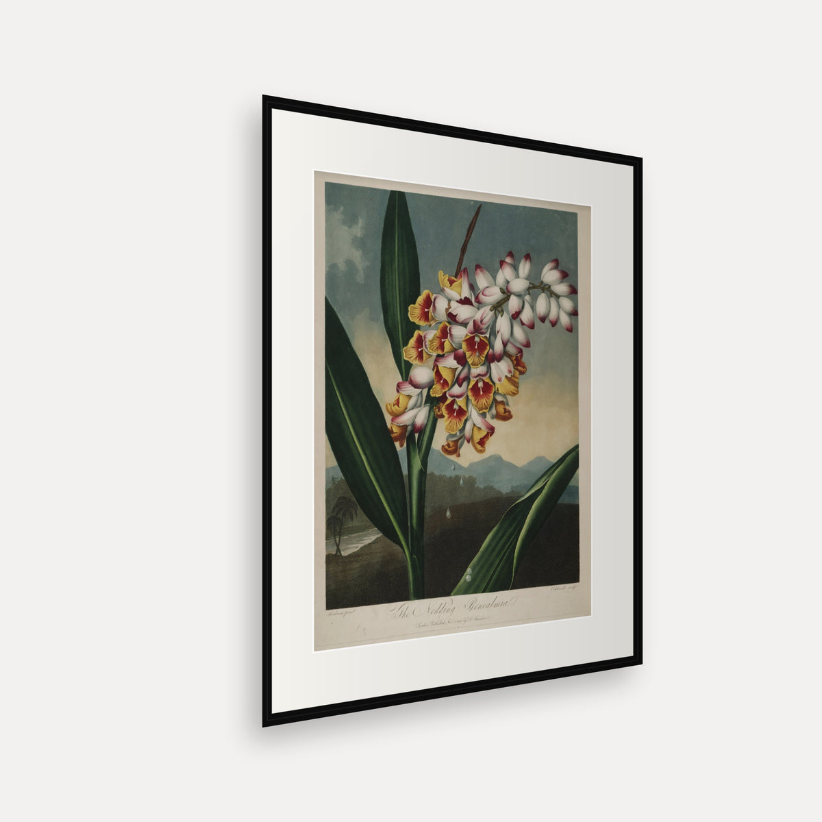 The Nodding Renealmia · Thornton's Temple of Flora · Vintage Botanical Print