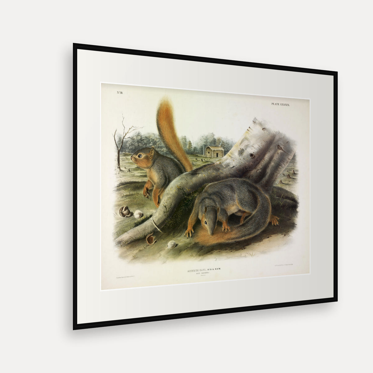 Say's Squirrel · Plate 89 · Audubon - Quadrupeds of North America Print framed print shown at an angle