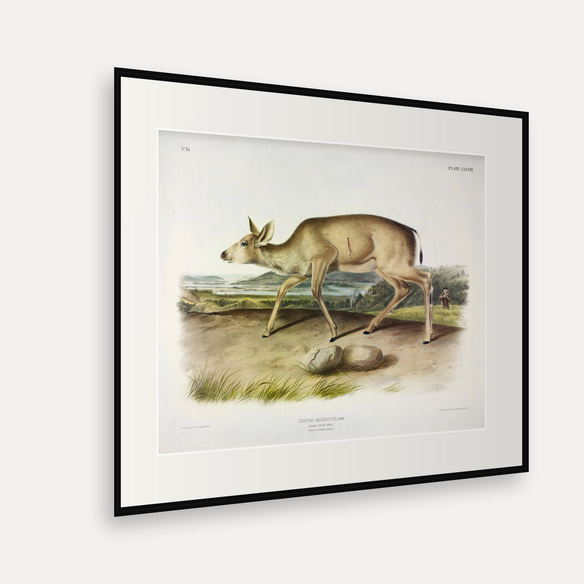 Black-tailed Deer · Plate 78 · Audubon - Quadrupeds of North America Print framed print shown at an angle