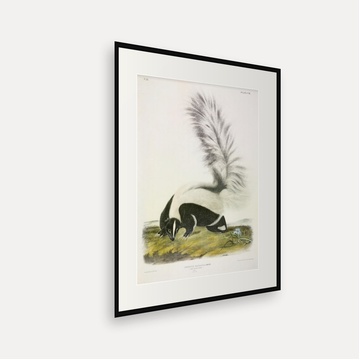 Large-tailed Skunk · Plate 102 · Audubon - Quadrupeds of North America Print framed print shown at an angle