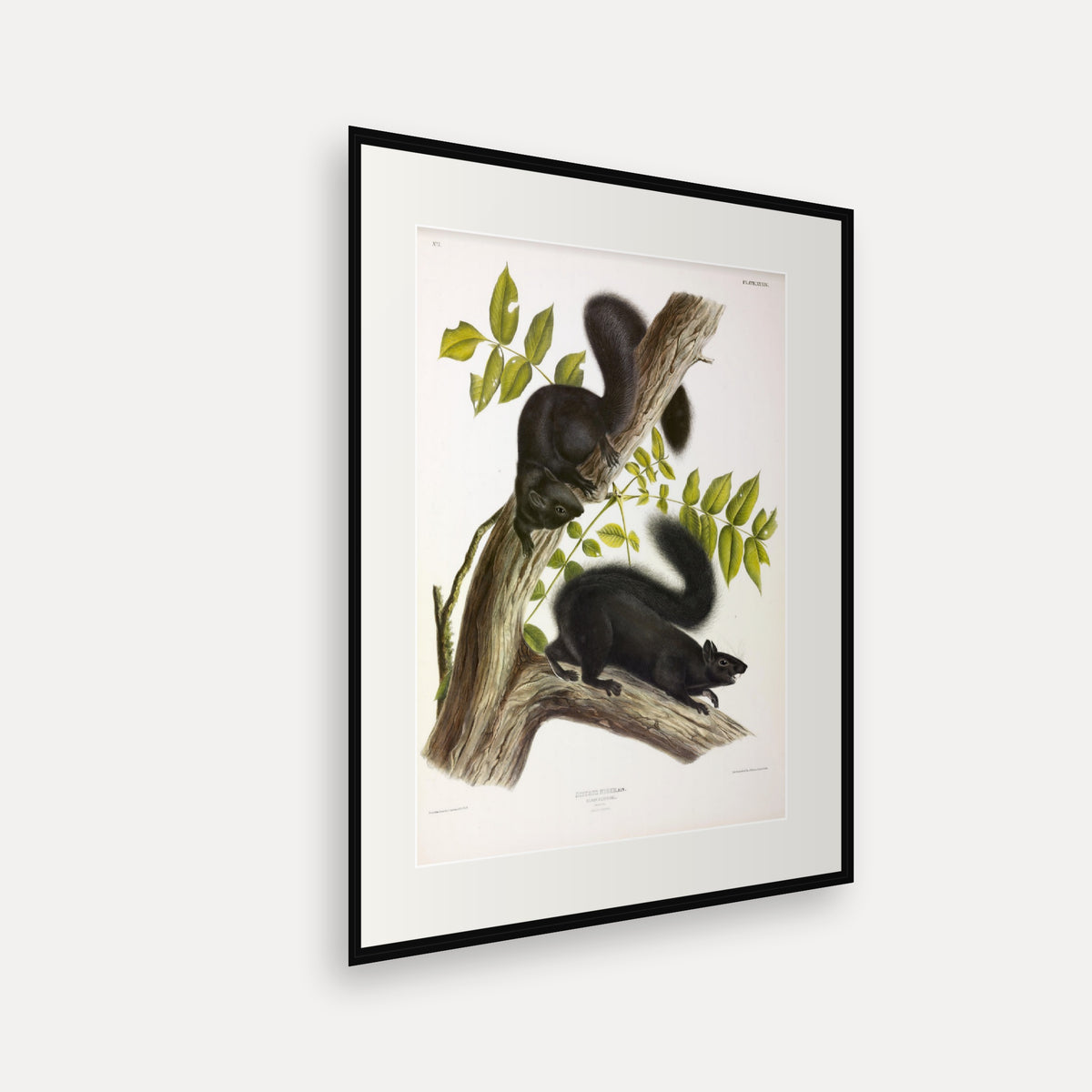 Black Squirrel · Plate 34 · Audubon - Quadrupeds of North America Print framed print shown at an angle