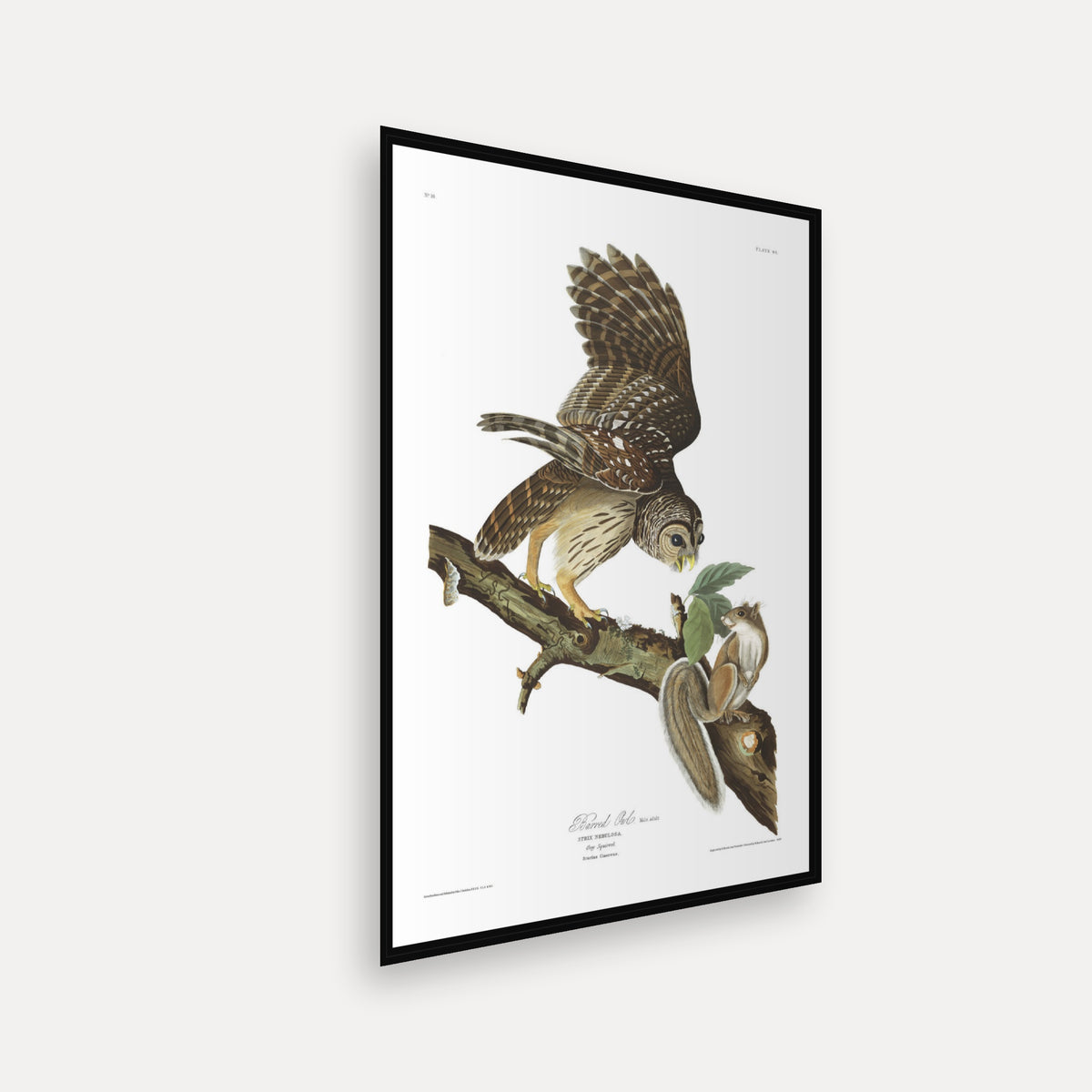 Barred Owl · Plate 46 · Audubon - Birds of America Print