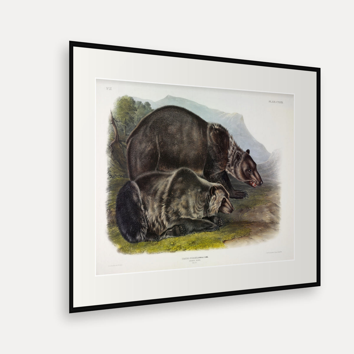 Grizzly Bear · Plate 131 · Audubon - Quadrupeds of North America Print framed print shown at an angle