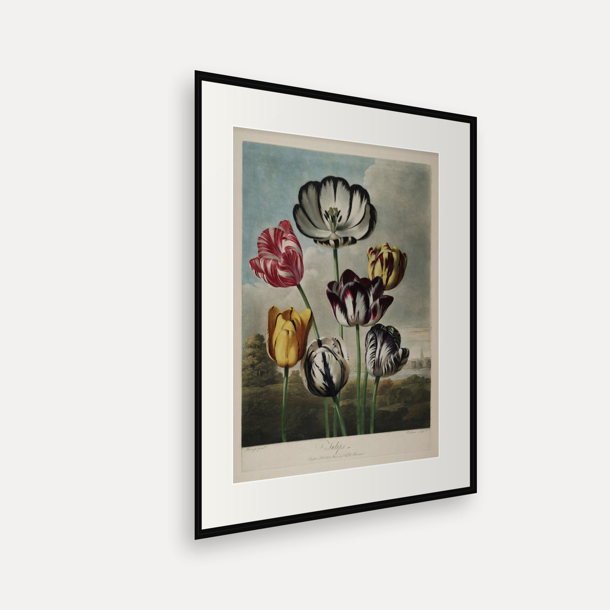Tulips · Thornton's Temple of Flora · Vintage Botanical Print