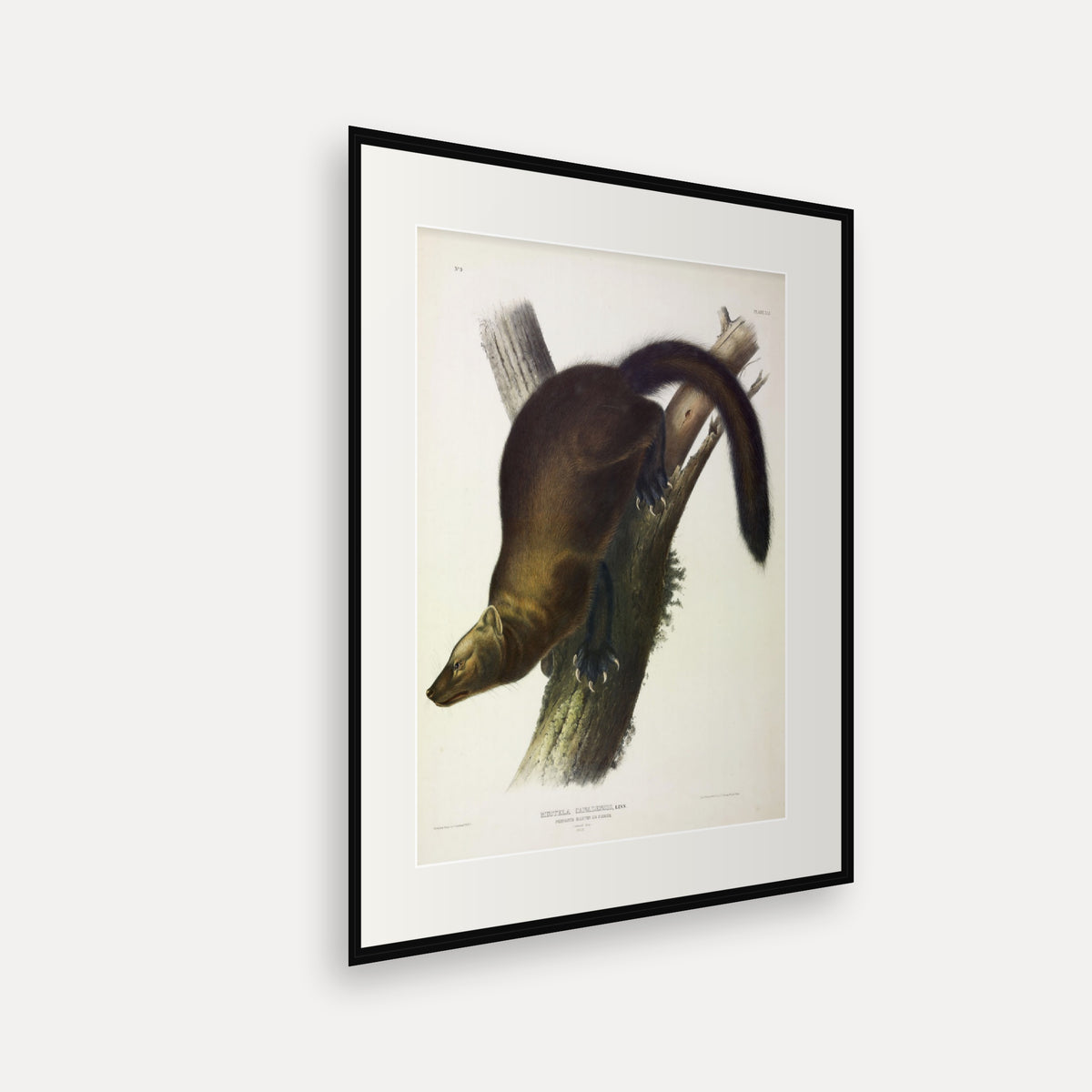 Fisher · Plate 41 · Audubon - Quadrupeds of North America Print framed print shown at an angle